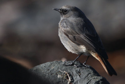 Black Redstart (male), Doonfoot, Ayrshire