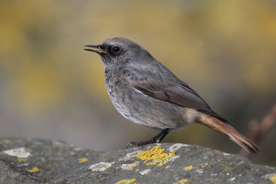 Black Redstart (male), Doonfoot, Ayrshire