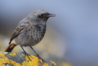 Black Redstart (male), Doonfoot, Ayrshire