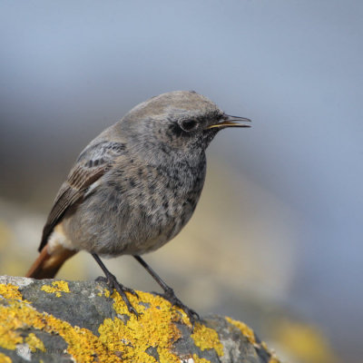 Black Redstart (male), Doonfoot, Ayrshire