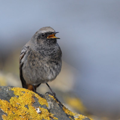 Black Redstart (male), Doonfoot, Ayrshire