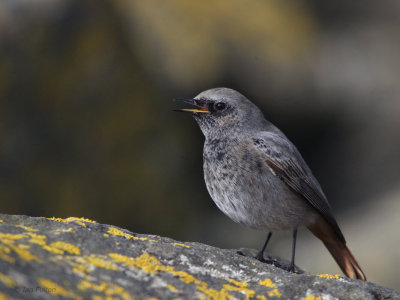 Black Redstart (male), Doonfoot, Ayrshire