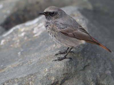 Black Redstart (male), Doonfoot, Ayrshire