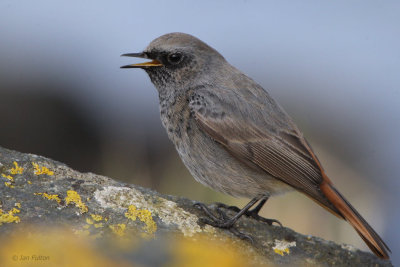 Black Redstart (male), Doonfoot, Ayrshire