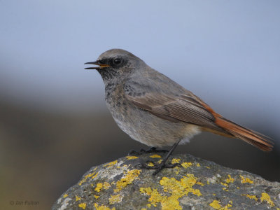 Black Redstart (male), Doonfoot, Ayrshire