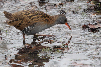 Water Rail, RSPB Baron's Haugh, Clyde