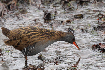 Water Rail, RSPB Baron's Haugh, Clyde