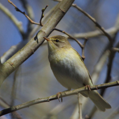 Willow Warbler, Loch Lomond NNR, Clyde