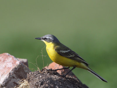 Yellow (Blue-headed) Wagtail