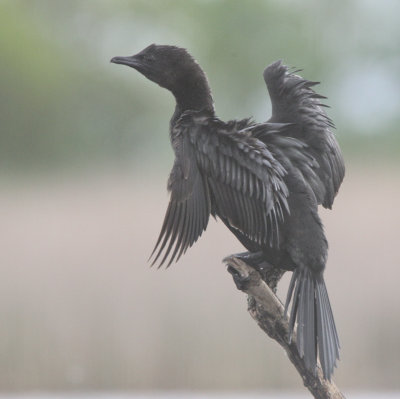 Pygmy Cormorant