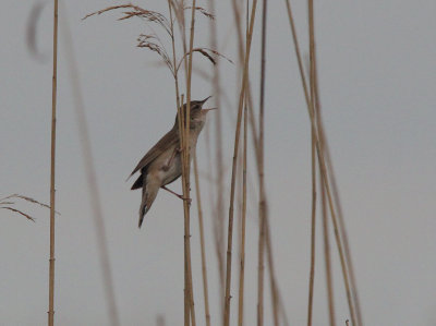 Savi's Warbler