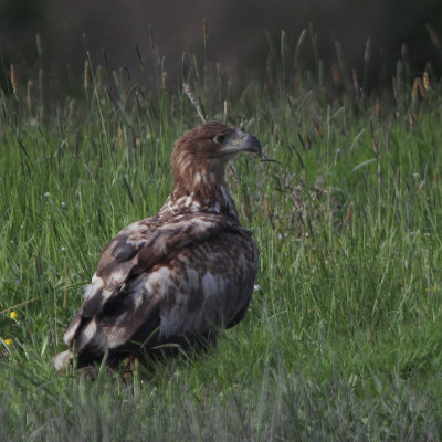 White-tailed Eagle