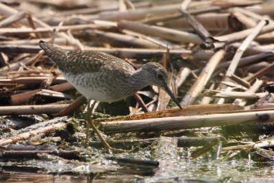 Wood Sandpiper