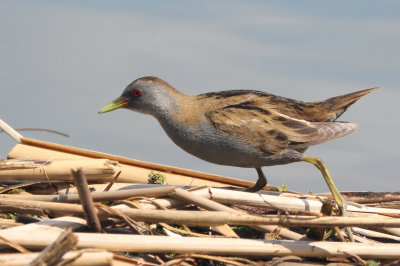 Little Crake