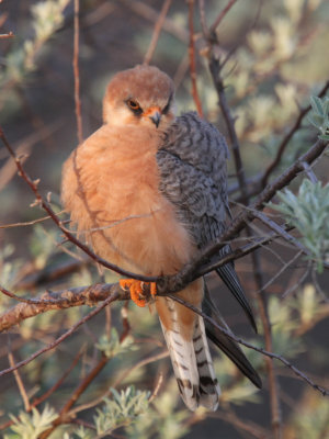 Red-footed Falcon female