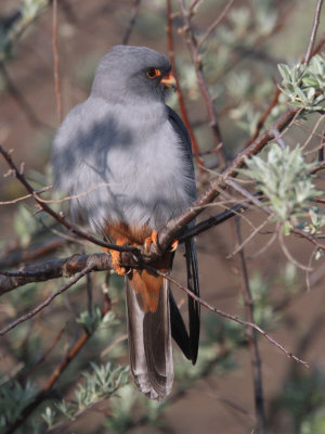 Red-footed Falcon male