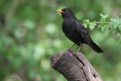 Blackbird, near Debrecen, Hungary