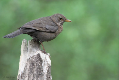 Blackbird, near Debrecen, Hungary