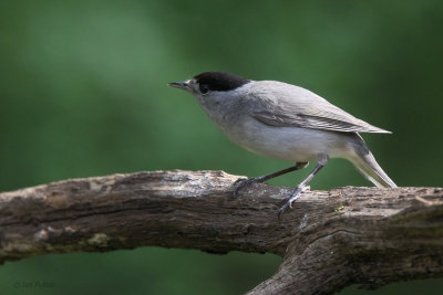 Blackcap, near Debrecen, Hungary