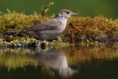 Blackcap, near Debrecen, Hungary
