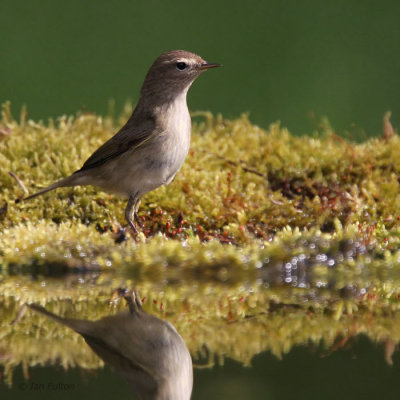 Chiffchaff, near Debrecen, Hungary