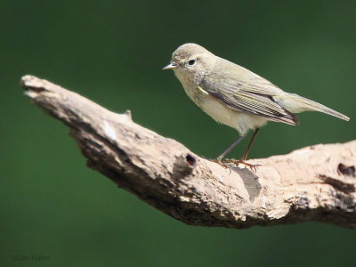 Chiffchaff, near Debrecen, Hungary