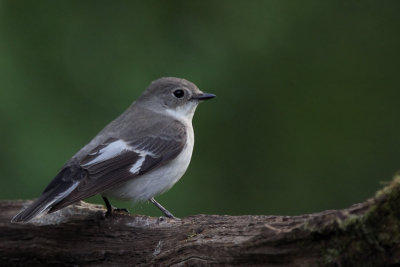 Collared Flycatcher, near Debrecen, Hungary