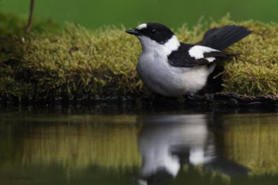 Collared Flycatcher, near Debrecen, Hungary