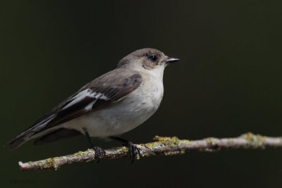 Collared Flycatcher, near Debrecen, Hungary