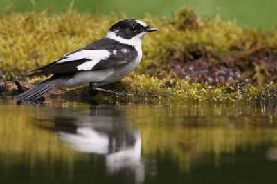 Collared Flycatcher, near Debrecen, Hungary