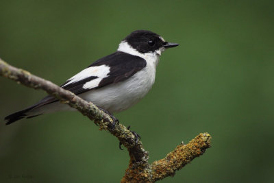 Collared Flycatcher, near Debrecen, Hungary