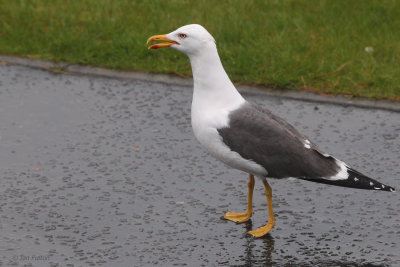 Lesser Black-backed Gull, Bailiieston, Glasgow