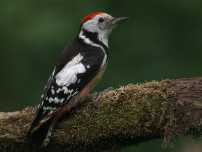 Middle Spotted Woodpecker, near Debrecen, Hungary
