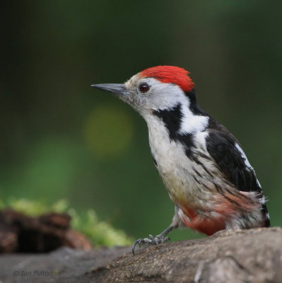 Middle Spotted Woodpecker, near Debrecen, Hungary