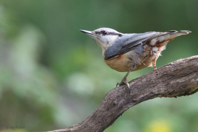 Nuthatch, near Debrecen, Hungary