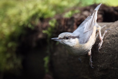 Nuthatch, near Debrecen, Hungary