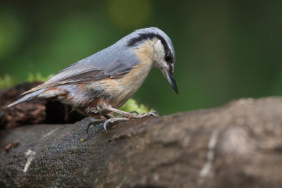 Nuthatch, near Debrecen, Hungary