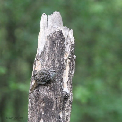 Short-toed Treecreeper, near Debrecen, Hungary