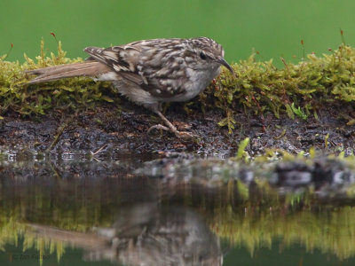 Short-toed Treecreeper, near Debrecen, Hungary