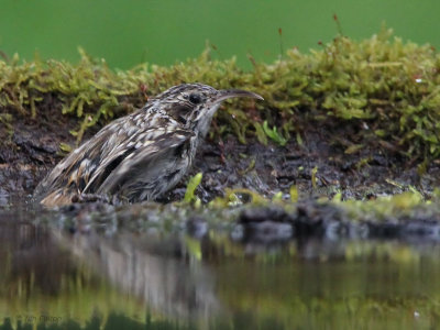 Short-toed Treecreeper, near Debrecen, Hungary