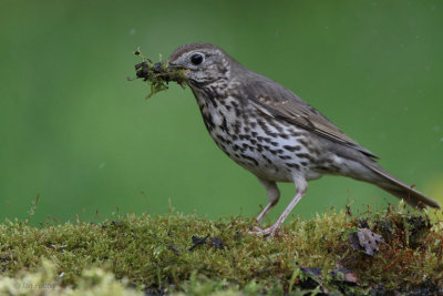 Song Thrush, near Debrecen, Hungary