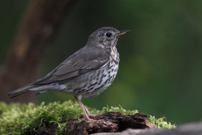 Song Thrush, near Debrecen, Hungary