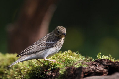 Tree Pipit, Hungary