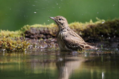 Tree Pipit, Hungary