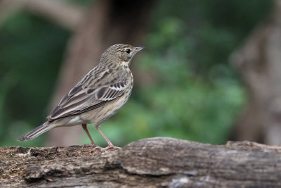 Tree Pipit, Hungary