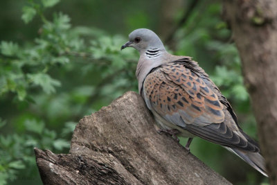 Turtle Dove, Hungary