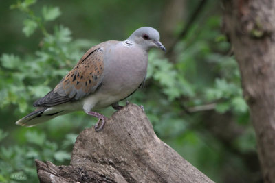 Turtle Dove, Hungary
