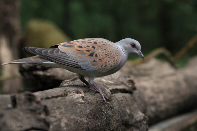 Turtle Dove, Hungary