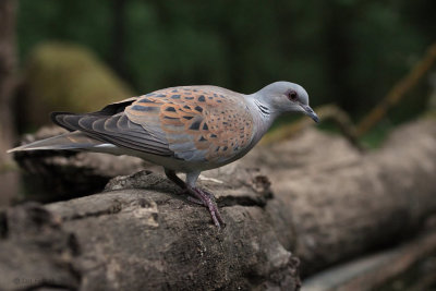 Turtle Dove, Hungary