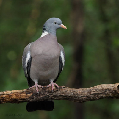 Wood Pigeon, Hungary